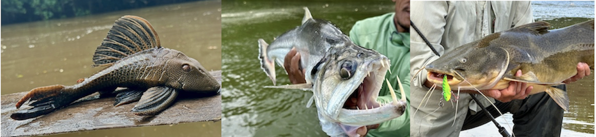 Fish in the Amazon are well equipped for survival.